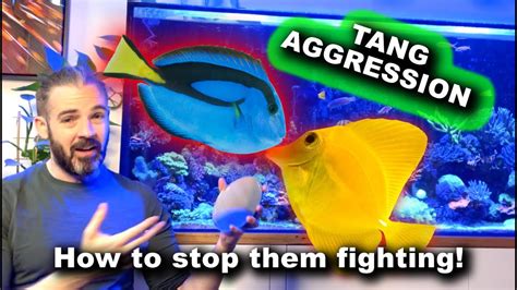 Tang Aggression .